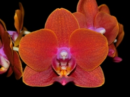 Phalaenopsis Peggy Tauscher Phoenix Red HCC/AOS 79 pts.